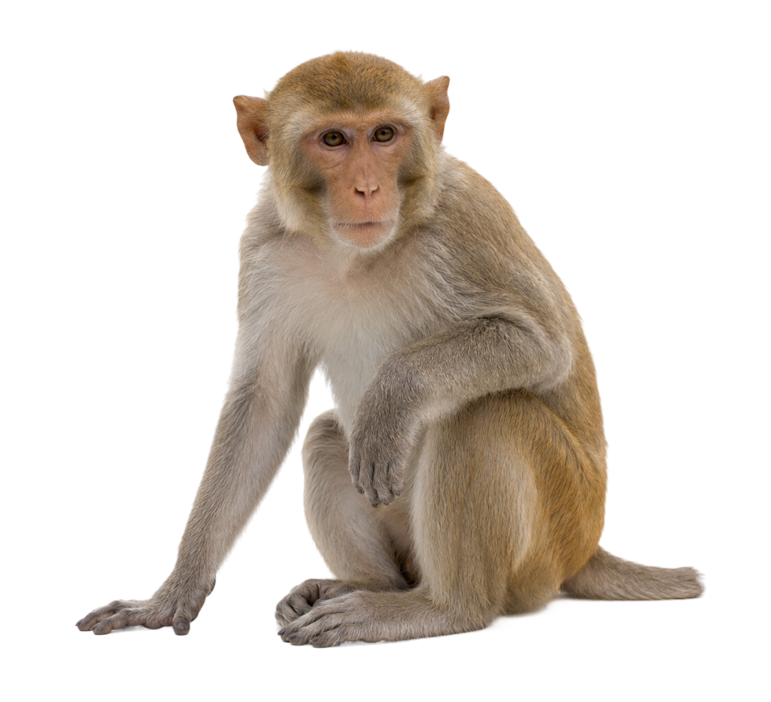 A realistic monkey sitting with a neutral expression on a transparent background