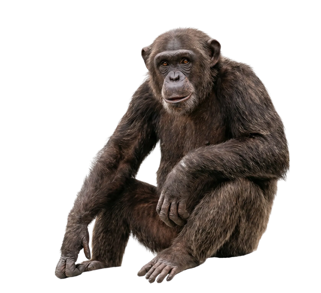Realistic sitting monkey with dark fur on a transparent background