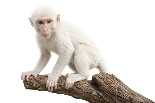 white monkey sitting on a branch against a transparent background
