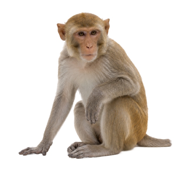A realistic monkey sitting with a neutral expression on a transparent background
