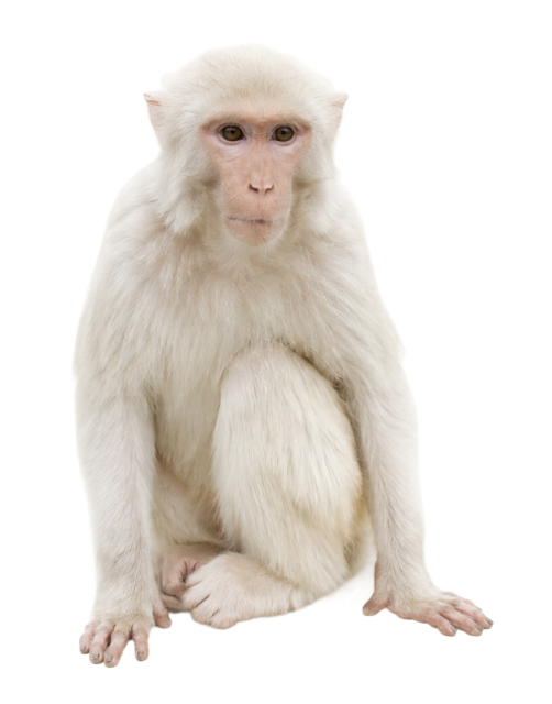 A white monkey sitting with a neutral expression.