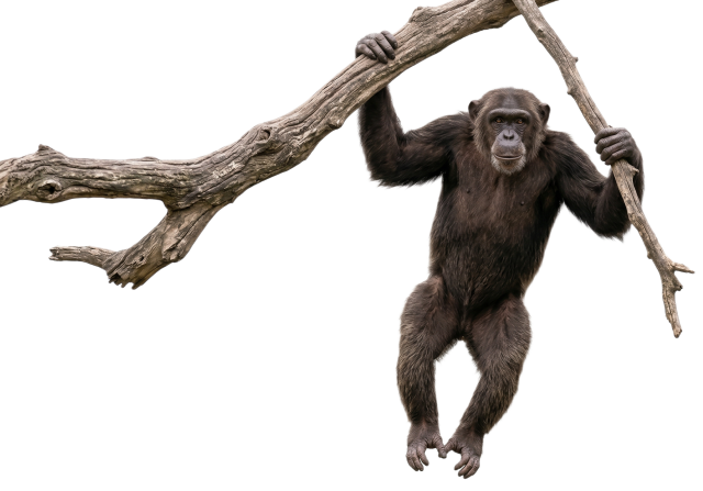 Chimpanzee hanging from a tree branch against a transparent background